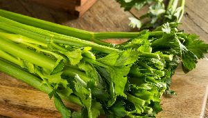 Fresh Celery Leaves