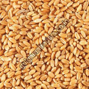 Wheat Seeds