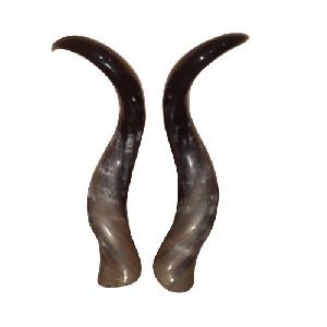 28 Inch Animal Horn