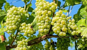 fresh green grapes