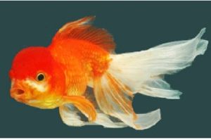 Red cap oranda, gold fish