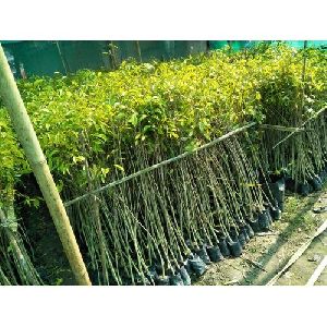agarwood plants