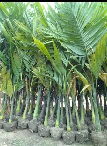 Hybrid Arecanut Plant