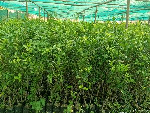 Orange grafted plants - Rs.70 rupees