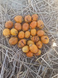 Viga Areca Nuts