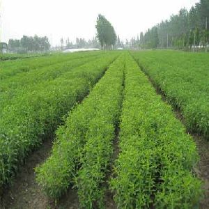 Stevia contract farming services