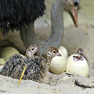 fertile ostrich eggs