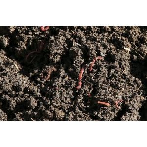 Vermicompost Javik Khaad Kechua