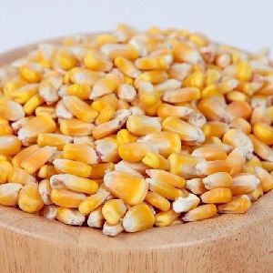 Corn Seeds