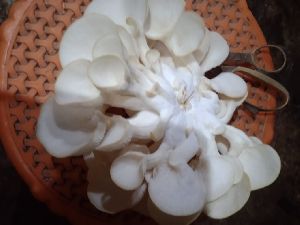 oyster mushroom