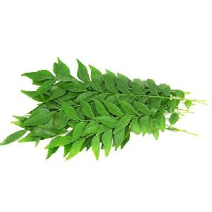 Fresh Curry Leaves