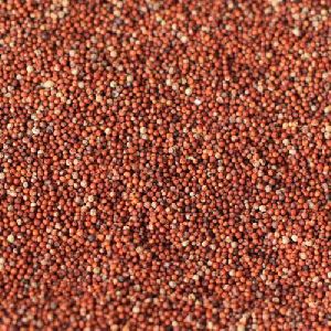 finger millets