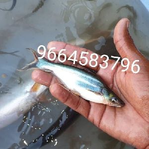 Pangasius Fish Seeds