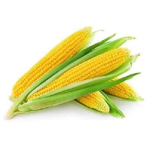 fresh maize