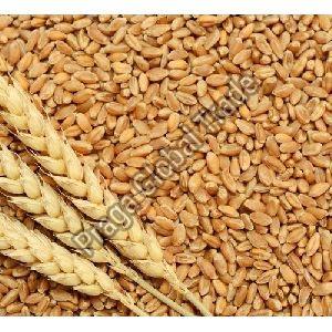 Brown Wheat