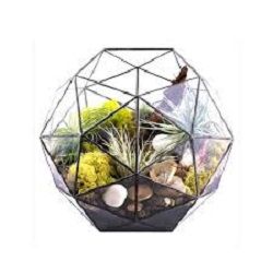 Glass terrariums for plants decor
