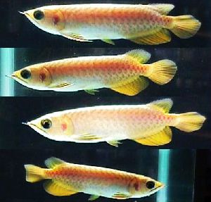 Arowana Fish in Silver, Gold, Platinum, Red and Blue Colors