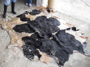 Wet salted cattle hide