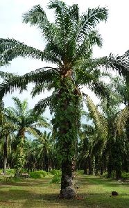 Oil Palm Plant