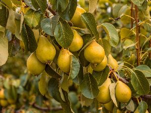 Pear Plant