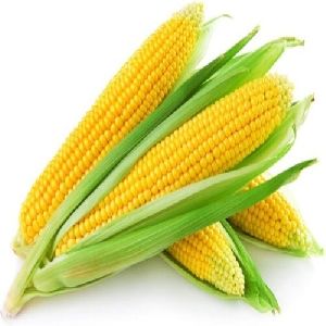 maize