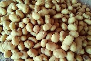 3797 Potato Seeds
