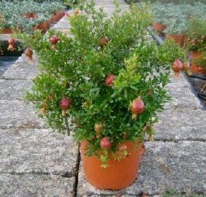 Pomegranate Plants