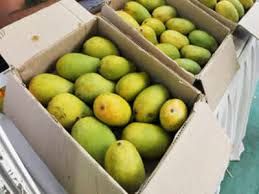 Kesar Mango fruit