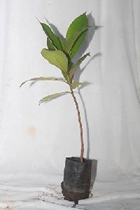 Almond Grafted Plant
