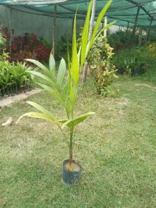 Areca Nut Plant