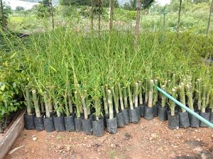 Bamboo Balccoa Plant