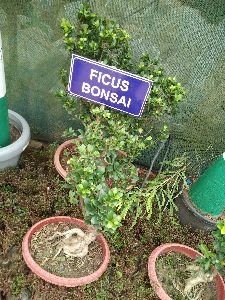 Ficus Bonsai Plants