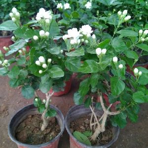 Jasmine Plant