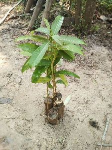 Khokan Plant