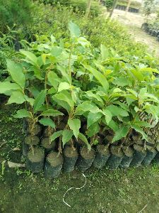 Magnolia Champaca Plant