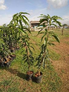 Mango Malda Grafted Plant