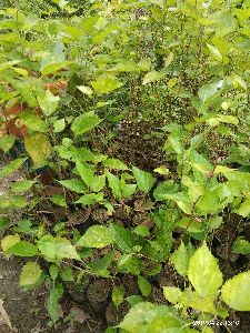 mulberry plant