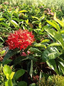 Singapore Ixora Plant