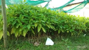 Titachapa Plant