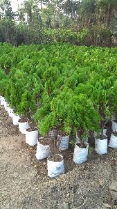 Tuja Pine Plants