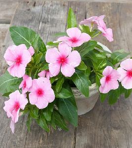 Vinca Plant