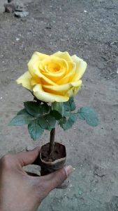 Yellow Rose Plants
