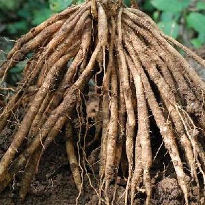 Sarpagandha Roots