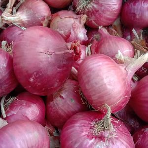 Garba Onion