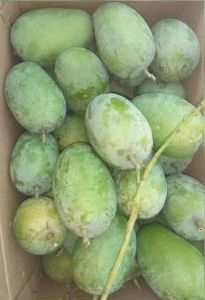 Green Kesar Mango