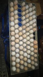 Asil Chicken Eggs