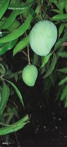 Fresh Green Mango