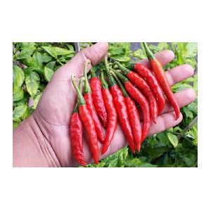 Dried Red Chilli Exports, Guntur Dried Red Chillies