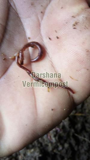 Live Astha Earthworms - Fishing Worms at best price in Kolkata