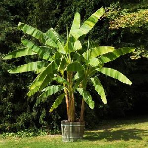 G9 Banana Tissue Culture Plants